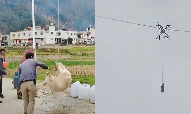 Dùng drone vận chuyển lợn ăn Tết, người đàn ông làm cả làng mất điện suốt 10 giờ