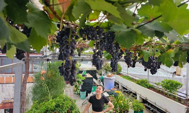 Lập trình viên biến sân thượng thành vườn nho trĩu quả tặng vợ