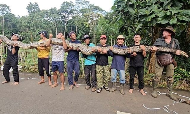 Clip: Người dân bắt được con trăn khổng lồ dài 7,2 mét, nặng gần 100kg