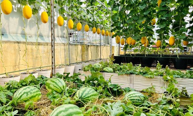 Ngưỡng mộ nữ 8X biến sân thượng 50m2 thành vườn dưa trĩu quả, thu hoạch hơn 2 tạ mỗi vụ