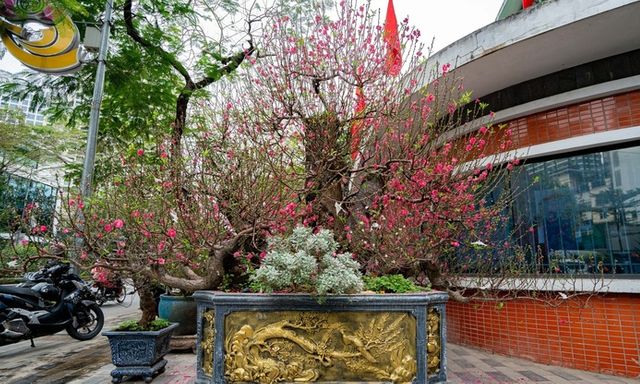 Chiêm ngưỡng gốc đào cổ thụ 