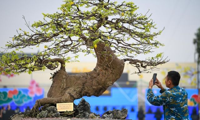 Chiêm ngưỡng vẻ đẹp huyền nhiệm của mai vàng “Thiên Phúc Yên Tử”