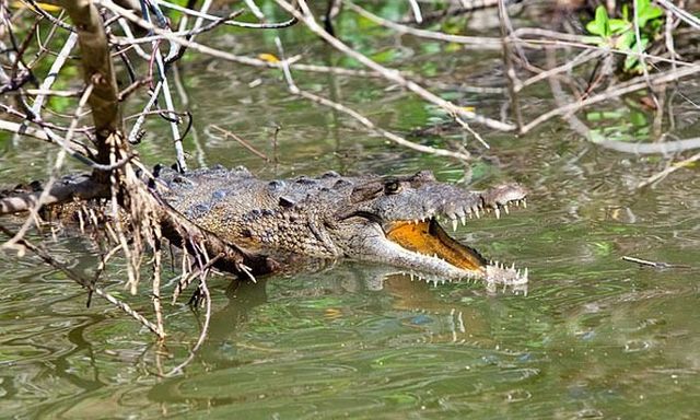 Nhảy xuống sông để trốn đàn voi, người đàn ông bị cá sấu cắn tử vong