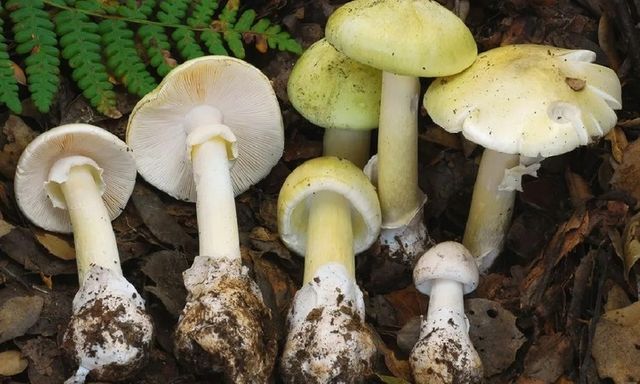 4 người chết, 3 người ghép gan do ăn nhầm 