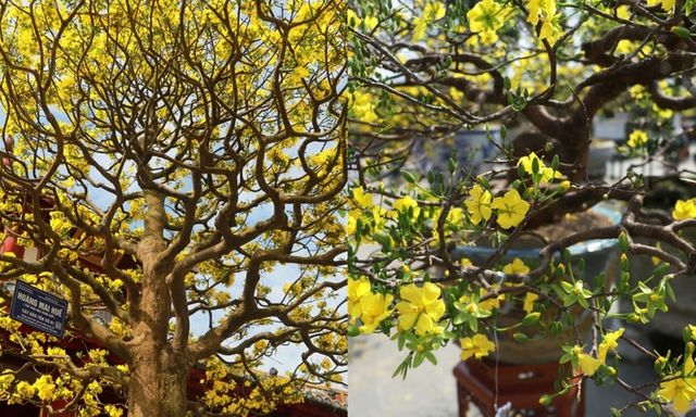 Chiêm ngưỡng hơn 500 gốc Hoàng mai cổ thụ khoe sắc bên sông Hương