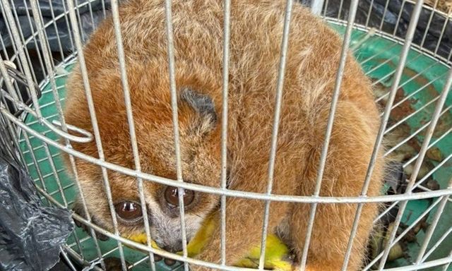 Người đàn ông ở Lâm Đồng giao nộp cá thể culi quý hiếm