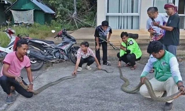 Vây bắt 2 con rắn hổ mang chúa 