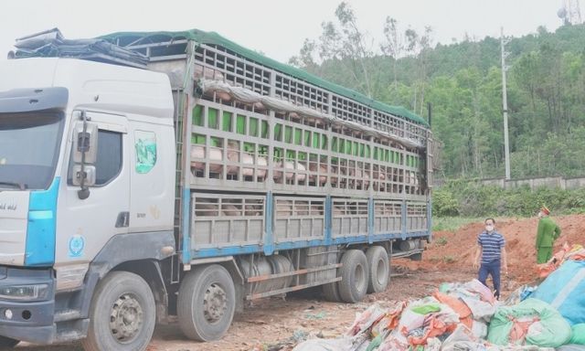 Phát hiện ô tô vận chuyển hơn 15 tấn lợn nhiễm dịch tả lợn Châu Phi đi tiêu thụ