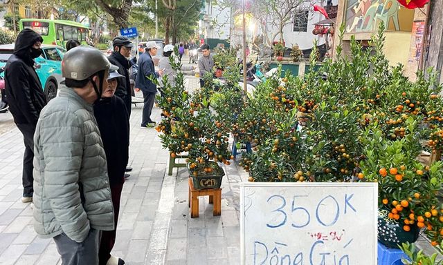 Cao điểm sát Tết 2026: Thị trường đào quất Tết trầm lắng, nhiều tiểu thương 