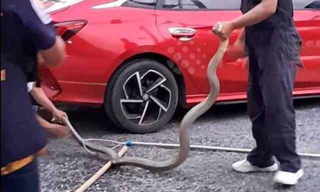 Clip: Phát hiện rắn hổ mang chúa dài 3,6 mét nấp dưới gầm ô tô, cả gia đình sợ hãi