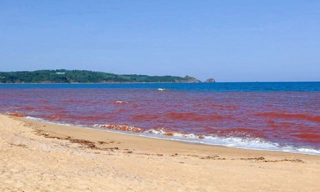 Nước ven biển có màu nâu đỏ, lãnh đạo Chi cục Bảo vệ môi trường tỉnh Gia Lai nói gì? 