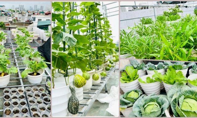 Mê mẩn vườn rau xanh mướt, trĩu quả trên sân thượng của nữ giảng viên đại học