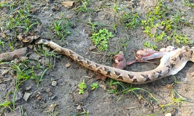 Tin tức đời sống 26/5: Cụ bà nguy kịch vì chữa rắn cắn theo cách dân gian