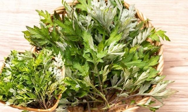 Cách chế biến rau ngải cứu giúp trị bệnh, khắc phục đau đầu, trị bệnh xương khớp