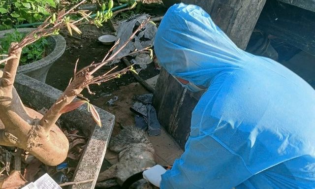 Đà Nẵng: Ghi nhận 3 ổ dịch dại trên chó, 6 người bị phơi nhiễm