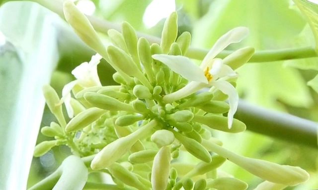 Loại hoa quen thuộc trong vườn là 