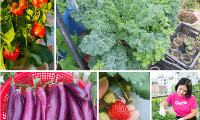 Nữ đầu bếp Hà Tĩnh phủ xanh sân thượng 140m2, thu hoạch 600 quả dưa hấu mỗi vụ