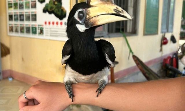 Phát hiện con vật có vẻ ngoài 