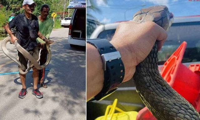 Bắt sống rắn hổ mang 