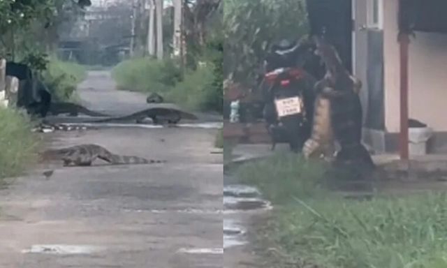 Thót tim cảnh kỳ đà to như cá sấu bò lổm ngổm giữa phố, tài xế không dám nhấn ga