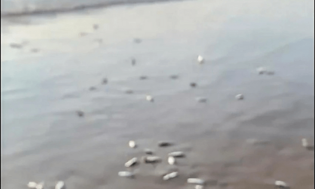 Clip: Hàng nghìn con cá trích dạt vào bờ biển Khánh Hòa