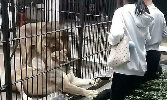 Clip: Bé gái bị sư tử tấn công khi đang cho ăn, xem mà thót tim đến tận phút cuối