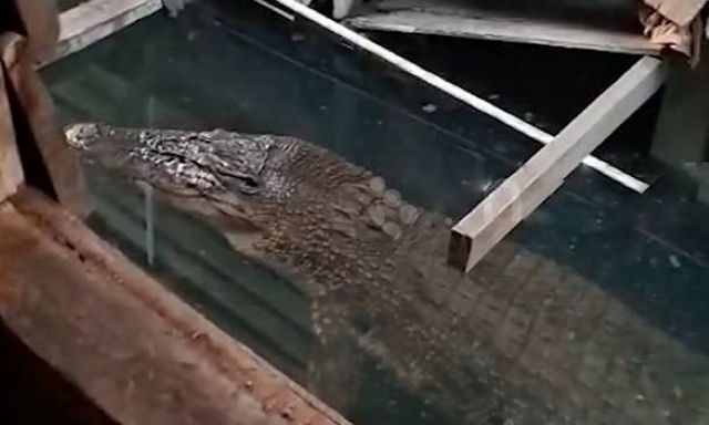 Bé trai 11 tuổi bị cá sấu dài 4,8 mét tấn công khi bơi cùng bạn bè trên sông