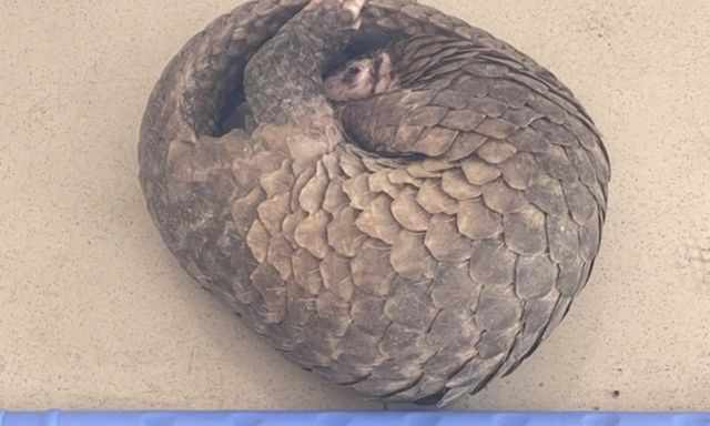 Tin tức thời sự 24h: Người dân bắt được con vật quý hiếm, đầy vẩy cứng 