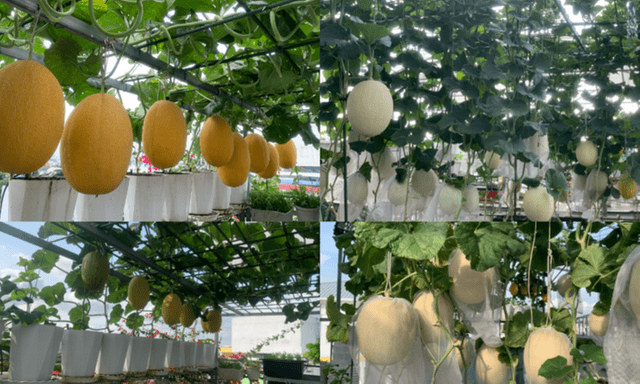 Mẹ đảm TP.HCM phủ kín sân thượng bằng vườn dưa trĩu quả, giúp con rời xa màn hình điện thoại