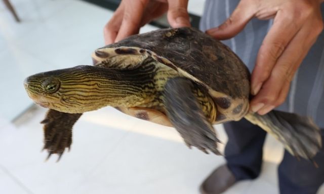 Phát hiện rùa cổ sọc quý hiếm nặng 1,7kg “đi lạc”, chủ nhà có hành động bất ngờ