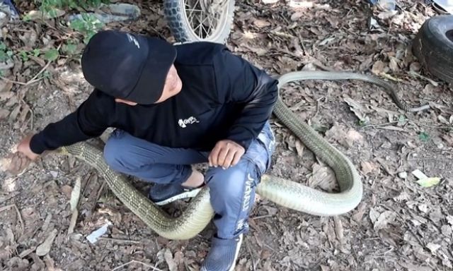 Clip: Vây bắt rắn hổ mang chúa 