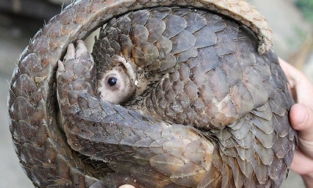 Tê tê quý hiếm nặng 5kg bò vào nhà dân ở Lâm Đồng, người đàn ông liền giao nộp kiểm lâm