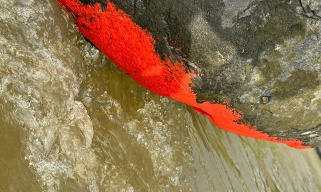 Giải mã hiện tượng “đá nở hoa” đỏ, vàng ở Đà Nẵng