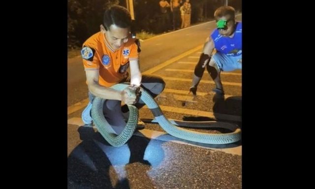 Clip: Rắn hổ mang chúa dài 3,6m 