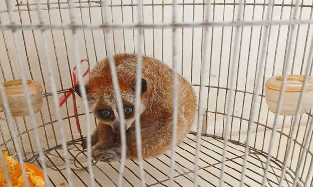 Phát hiện con vật 