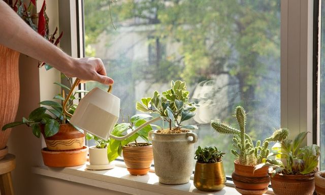 Có nên tưới nước ấm cho chậu hoa