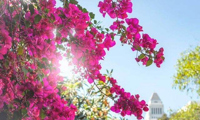 Gợi ý loại cây cảnh dễ trồng thành giàn rực rỡ