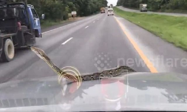 Đang lái xe cao tốc, cặp đôi 