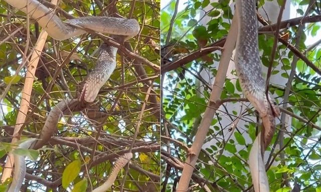 Đang ngồi ăn sáng, người phụ nữ bắt gặp cảnh tượng nổi da gà trên cây