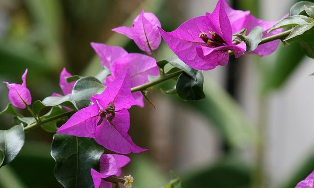 Lý do trồng hoa giấy tốt lá không hoa