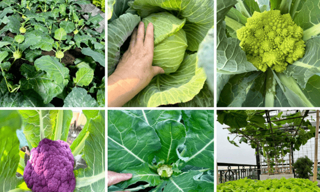 Cô giáo về hưu chi tiền tỷ trồng rau sân thượng, nhiều người bảo 