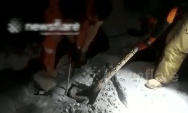 Clip: Cận cảnh bắt con trăn 