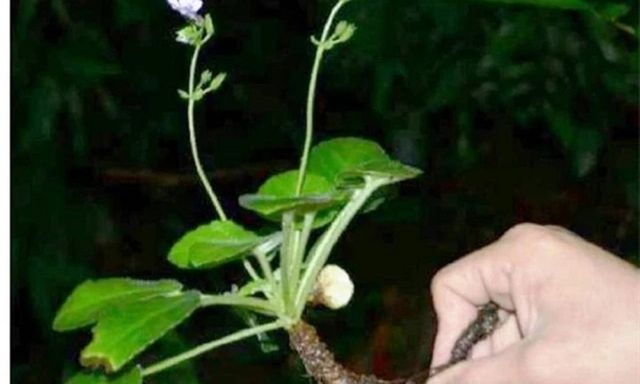 Loài hoa tuyệt đẹp trên thế giới chỉ có ở Việt Nam