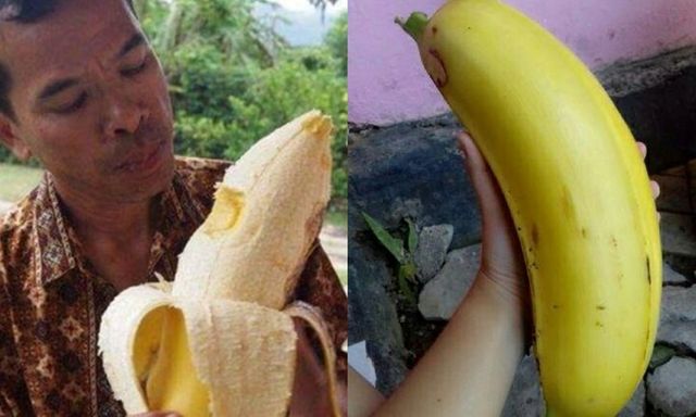 Cận cảnh giống chuối 