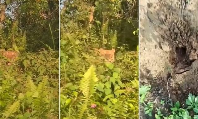 Clip: Đang lái xe, tài xế 