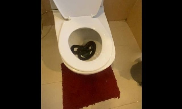 Đang dọn phòng tắm, người phụ nữ đứng hình trước 