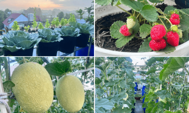 Mẹ đảm Đồng Nai biến sân thượng 90m2 thành 