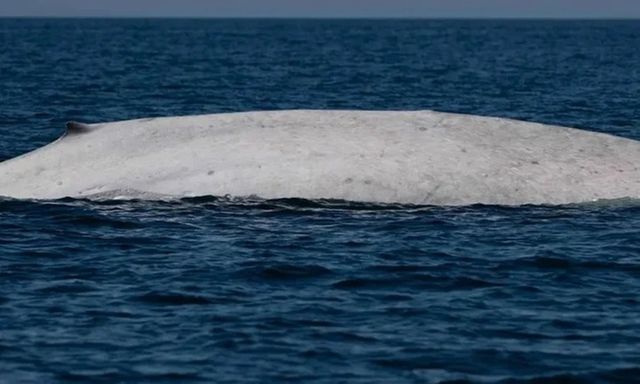 Phát hiện sinh vật bạch tạng cực quý hiếm ngoài biển, nhà khoa học nói đây là một 