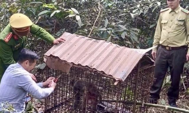Tái thả khỉ mốc quý hiếm về rừng tự nhiên ở Phú Thọ