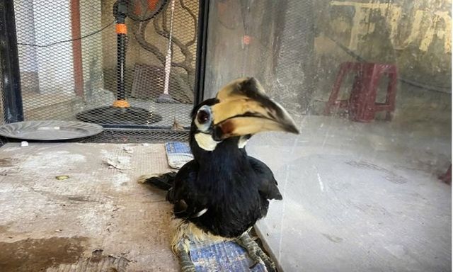 Người đàn ông giao nộp chim quý hiếm 